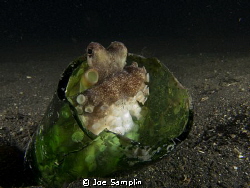 Octo in a bottle by Joe Samplin 